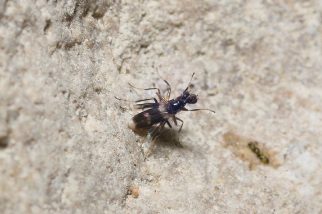 Hybotidae: Tachidromyia sp.